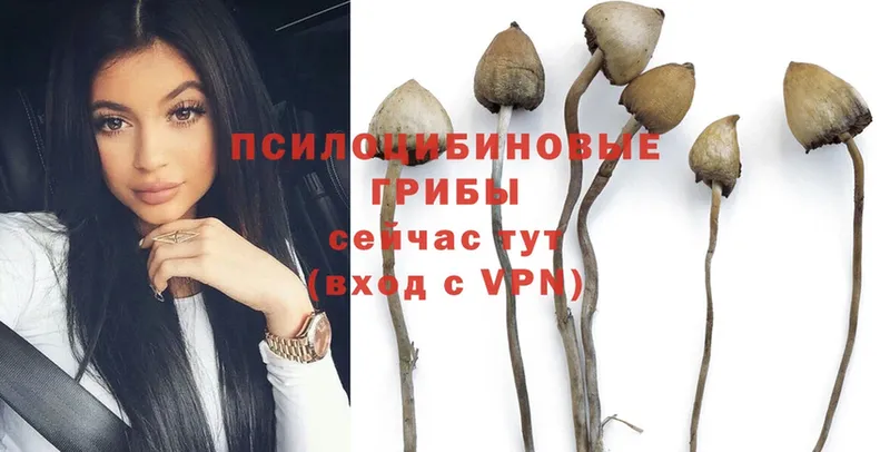 Псилоцибиновые грибы Psilocybine cubensis  Агидель 